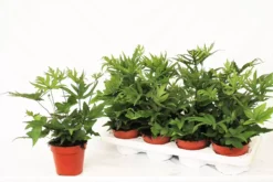 Doryopteris Pedata 11 Doryopteris Pedata -Garden Care Supply Store doryopteris pedata 1591568766 2048x1364 61f2b28d289ad l