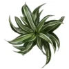 Dracaena Fragrans 'Jade Jewel' 12cm -Garden Care Supply Store dracaena jade jewel 1536x1536 61f2d5f740f7d l