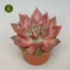Echeveria Antaris