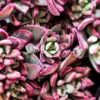Echeveria Pulvinata 'Devotion' -Garden Care Supply Store echeveria devotion 1536x1536 61f2cbc366ecd l
