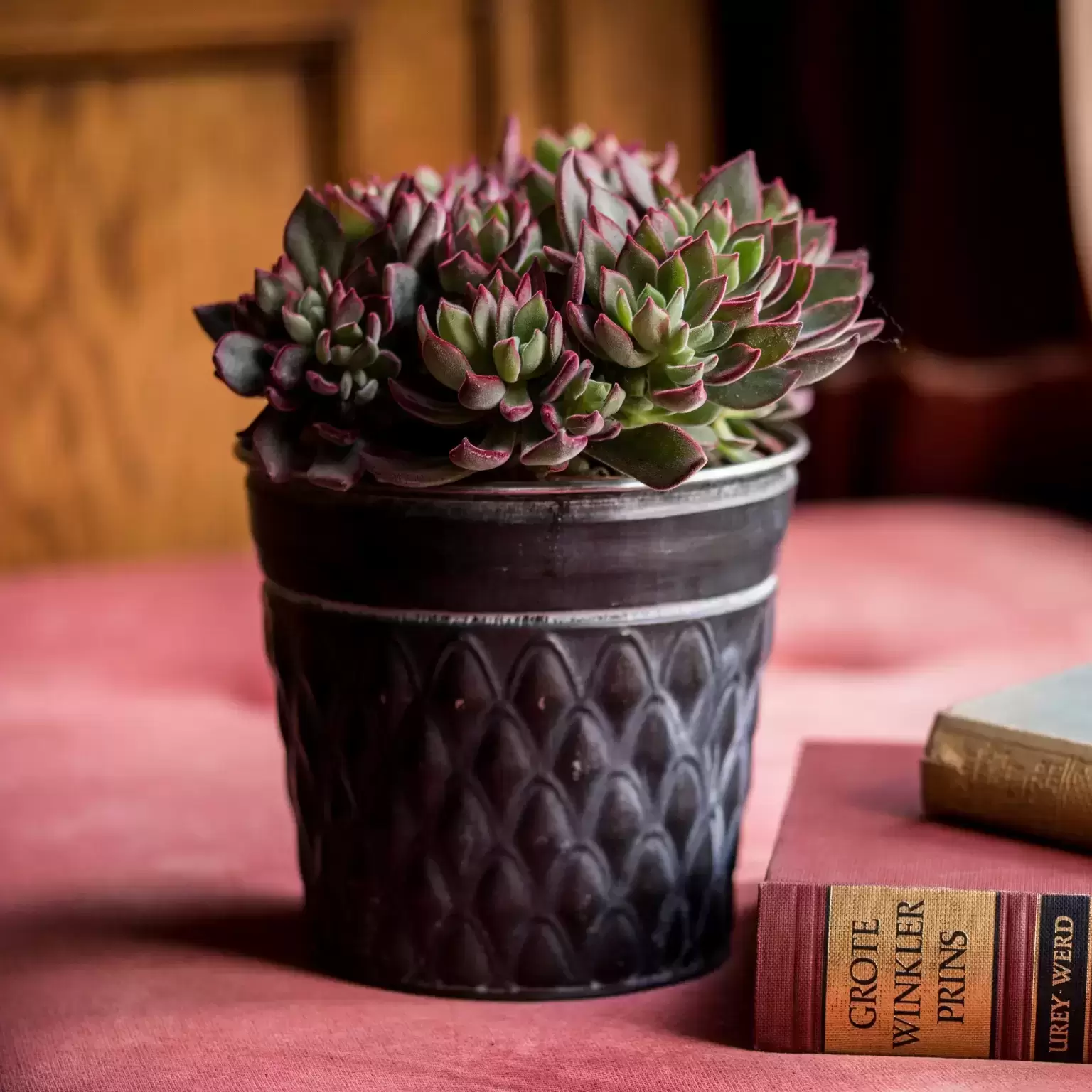 Echeveria Pulvinata 'Devotion' 6 Echeveria Pulvinata 'Devotion' - Image 4