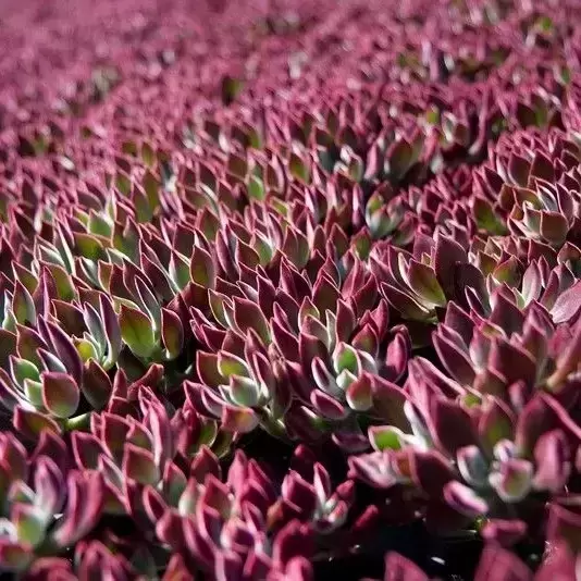 Echeveria Pulvinata 'Devotion' 5 Echeveria Pulvinata 'Devotion' - Image 3