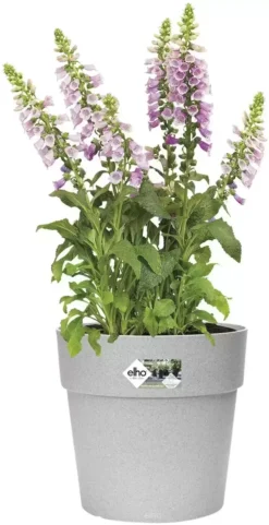 Elho® Vibia Straight Round 30cm Living Concrete 8 Elho® Vibia Straight Round 30cm Living Concrete -Garden Care Supply Store elho vibia straight round living concrete 1629365640 724x1409 61f328be556fd l