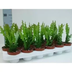 Epiphyllum Anguliger 8.5cm