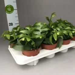 Epiphyllum Chrysocardium (Fernleaf Cactus)