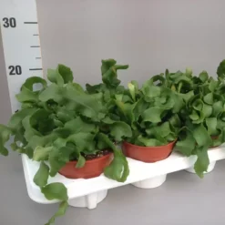 Epiphyllum Guatemalensis 12cm