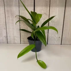 Epipremnum Amplissimum 15cm