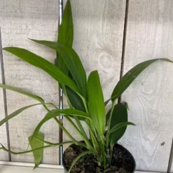 Epipremnum Amplissimum 15cm -Garden Care Supply Store epipremnum amplissimum 1512x1512 63ebaa0538646 l