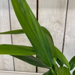 Epipremnum Amplissimum 15cm -Garden Care Supply Store epipremnum amplissimum 1512x1512 63ebaa053958e l