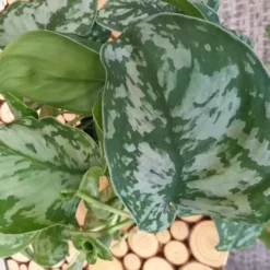 Epipremnum Pictus 'Argyraeus' 12cm