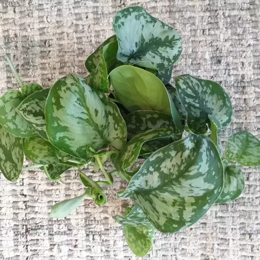 Epipremnum Pictus 'Argyraeus' 12cm 4 Epipremnum Pictus 'Argyraeus' 12cm - Image 2