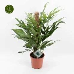 Epipremnum Pinnatum 'Baltic Blue'