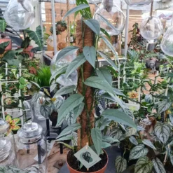 Epipremnum Pinnatum 'Cebu Blue' 17cm Moss Pole