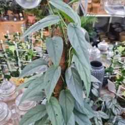 Epipremnum Pinnatum 'Cebu Blue' 17cm Moss Pole -Garden Care Supply Store epipremnum cebu blue 1536x1536 63134954e71a7 l