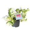 Epipremnum Aureum 'Happy Leaf' 2 Epipremnum Aureum 'Happy Leaf' -Garden Care Supply Store epipremnum happy leaf 575x575 631348ea4d417 l