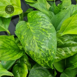 Epipremnum 'Marble Green'