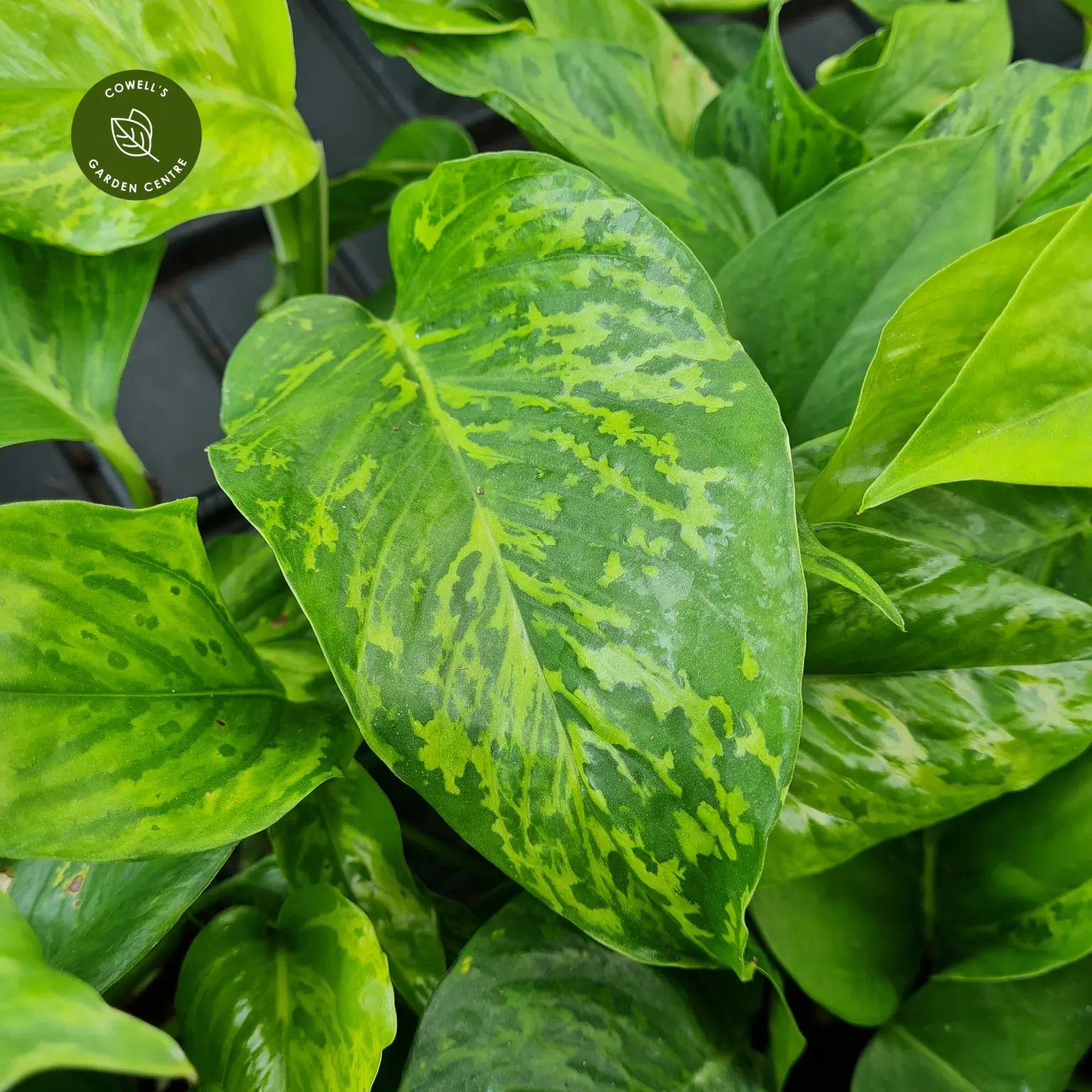 Epipremnum 'Marble Green' 3 Epipremnum 'Marble Green'