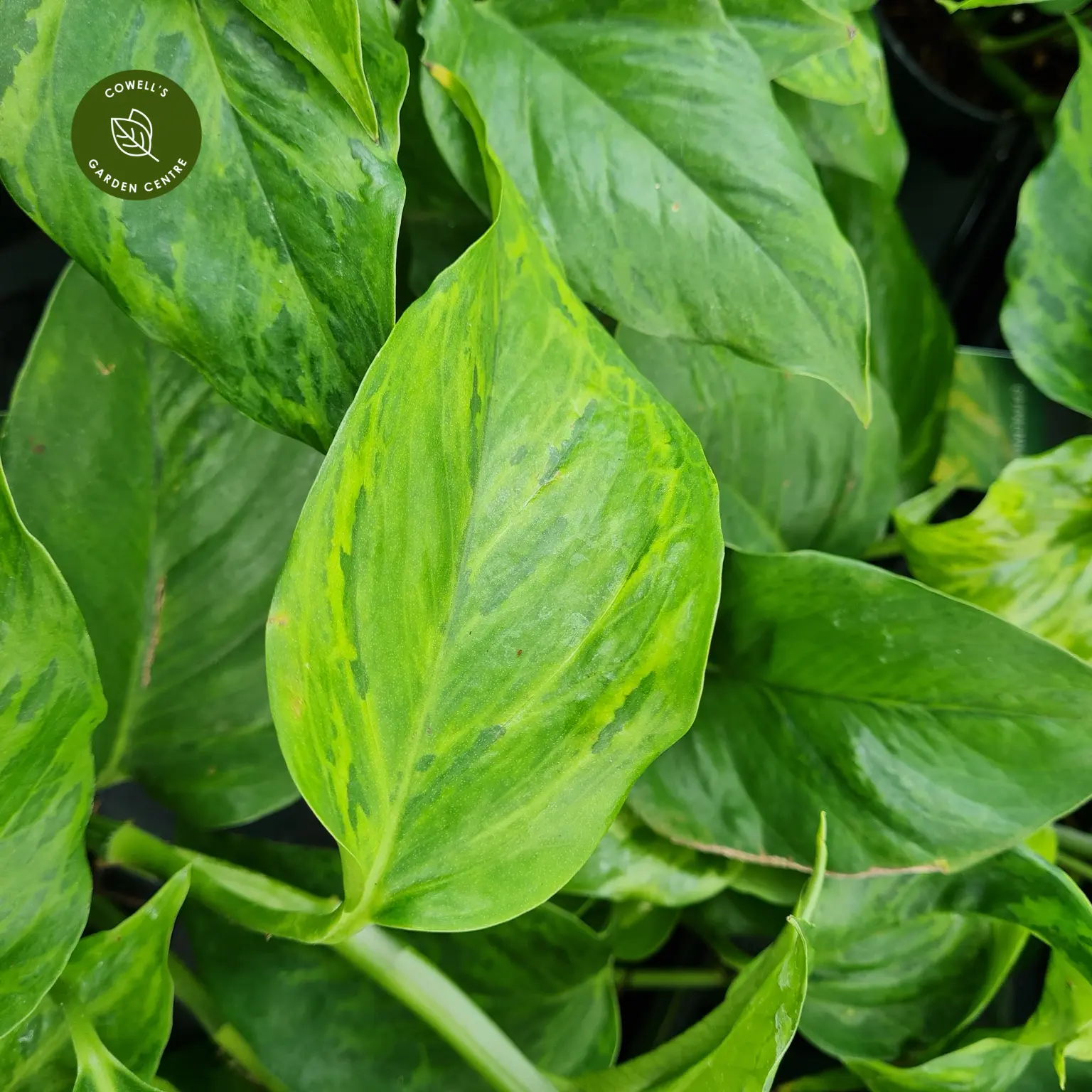 Epipremnum 'Marble Green' 4 Epipremnum 'Marble Green' - Image 2