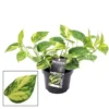 Epipremnum Aureum 'N'Joy Gold' -Garden Care Supply Store epipremnum n joy gold 600x600 631348f5608f9 l