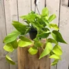 Epipremnum Aureum 'Neon' 15cm Hanging Pot 2 Epipremnum Aureum 'Neon' 15cm Hanging Pot -Garden Care Supply Store epipremnum neon 1000x1000 63134926d1480 l