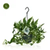 Epipremnum Aureum 'Shangri La' 2 Epipremnum Aureum 'Shangri La' -Garden Care Supply Store epipremnum shangri la 1181x1181 63b6c4ffc6a64 l