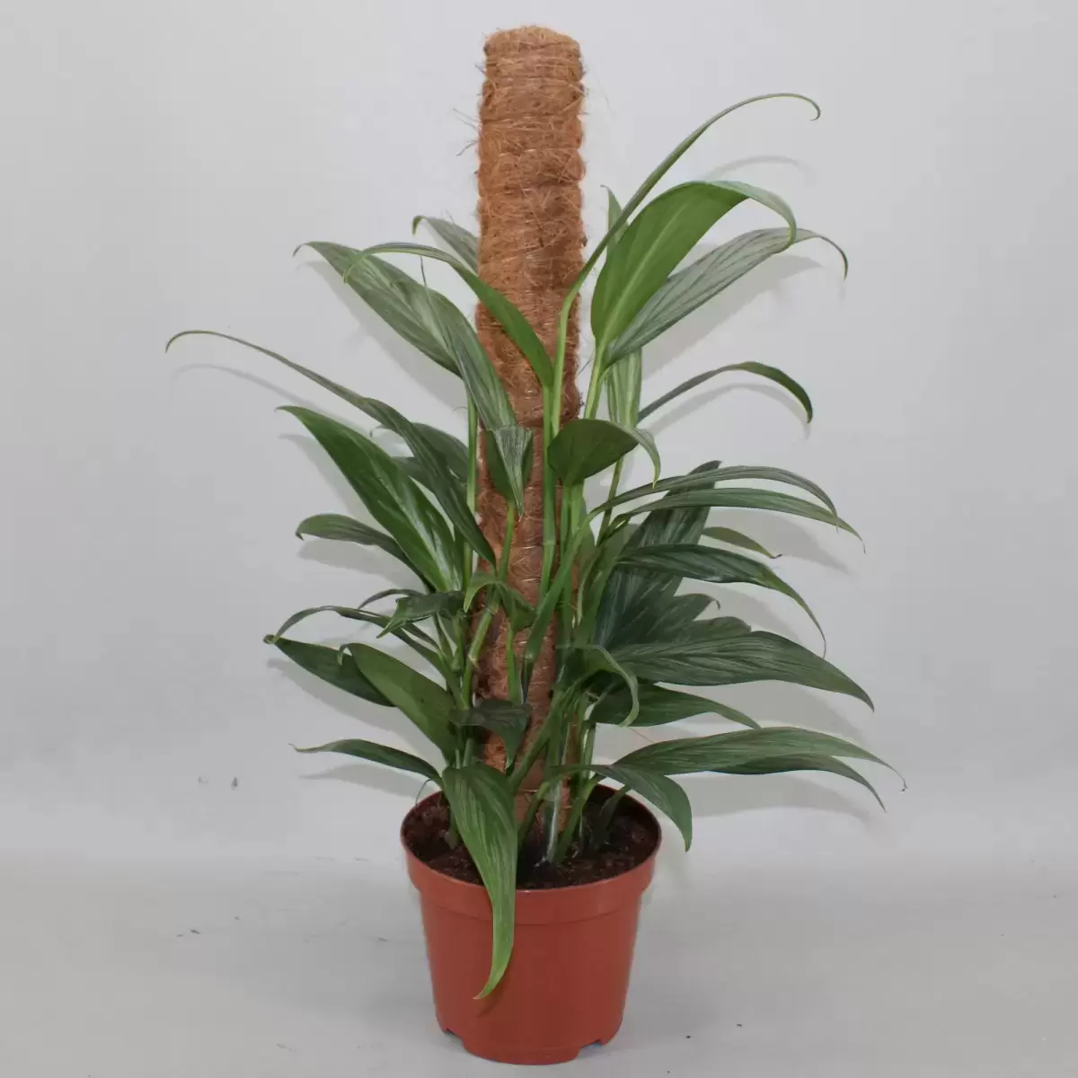 Epipremnum 'Silver Stripe' 3 Epipremnum 'Silver Stripe'