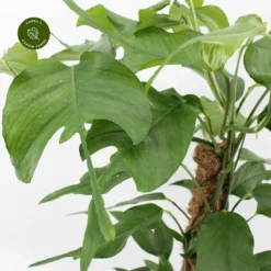 Epipremnum Pinnatum 'Skeleton Key'