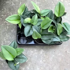 Epipremnum Treubii 'Moonlight' 12cm 9 Epipremnum Treubii 'Moonlight' 12cm -Garden Care Supply Store epipremnum treubii moonlight 1020x1021 61f2e695683d5 l