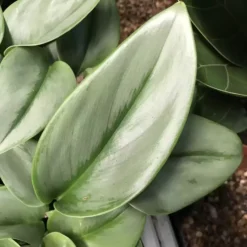 Epipremnum Treubii 'Moonlight' 12cm