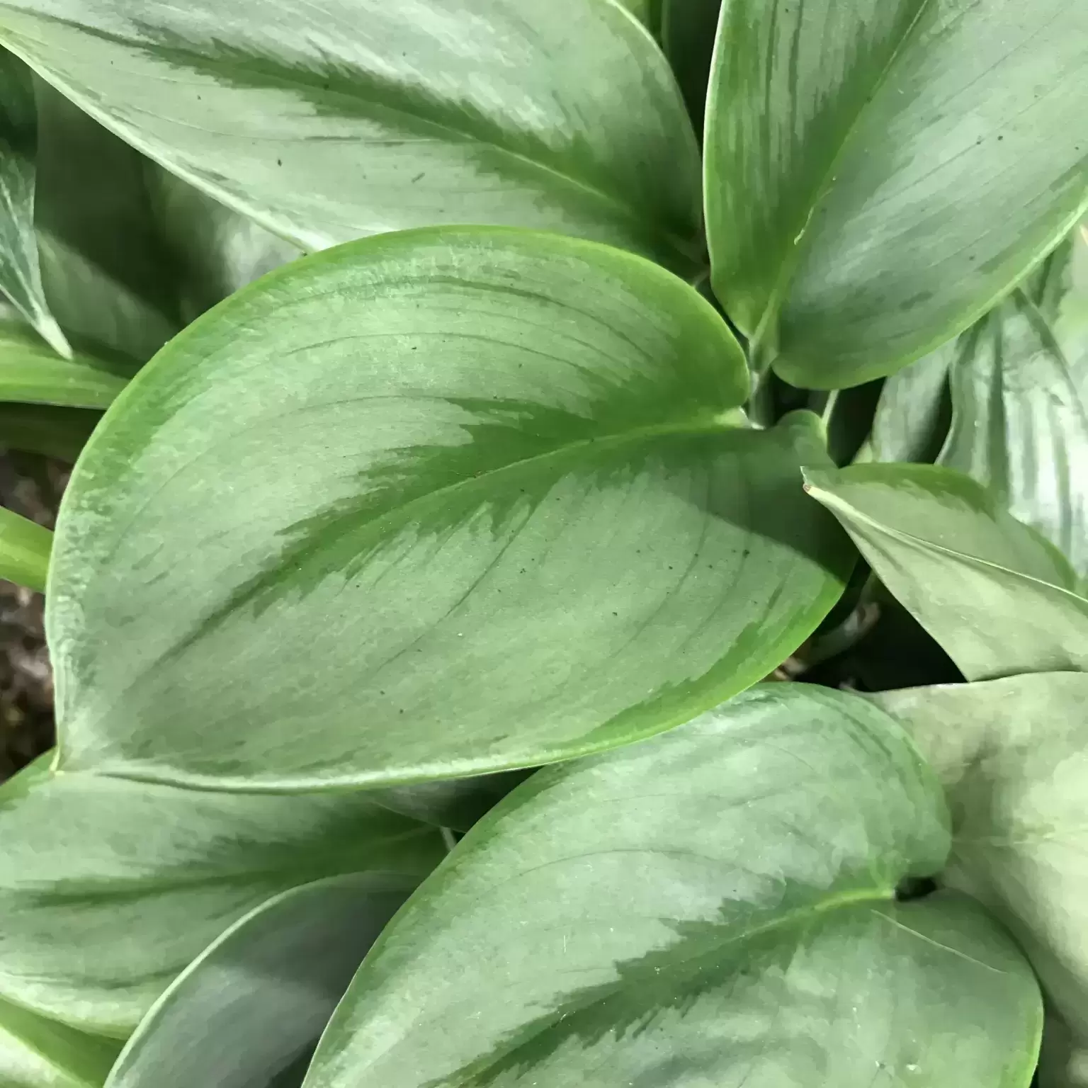 Epipremnum Treubii 'Moonlight' 12cm 4 Epipremnum Treubii 'Moonlight' 12cm - Image 2