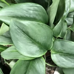 Epipremnum Treubii 'Moonlight' 12cm 8 Epipremnum Treubii 'Moonlight' 12cm -Garden Care Supply Store epipremnum treubii moonlight 1612478312 1536x1536 61f26d1de67e8 l