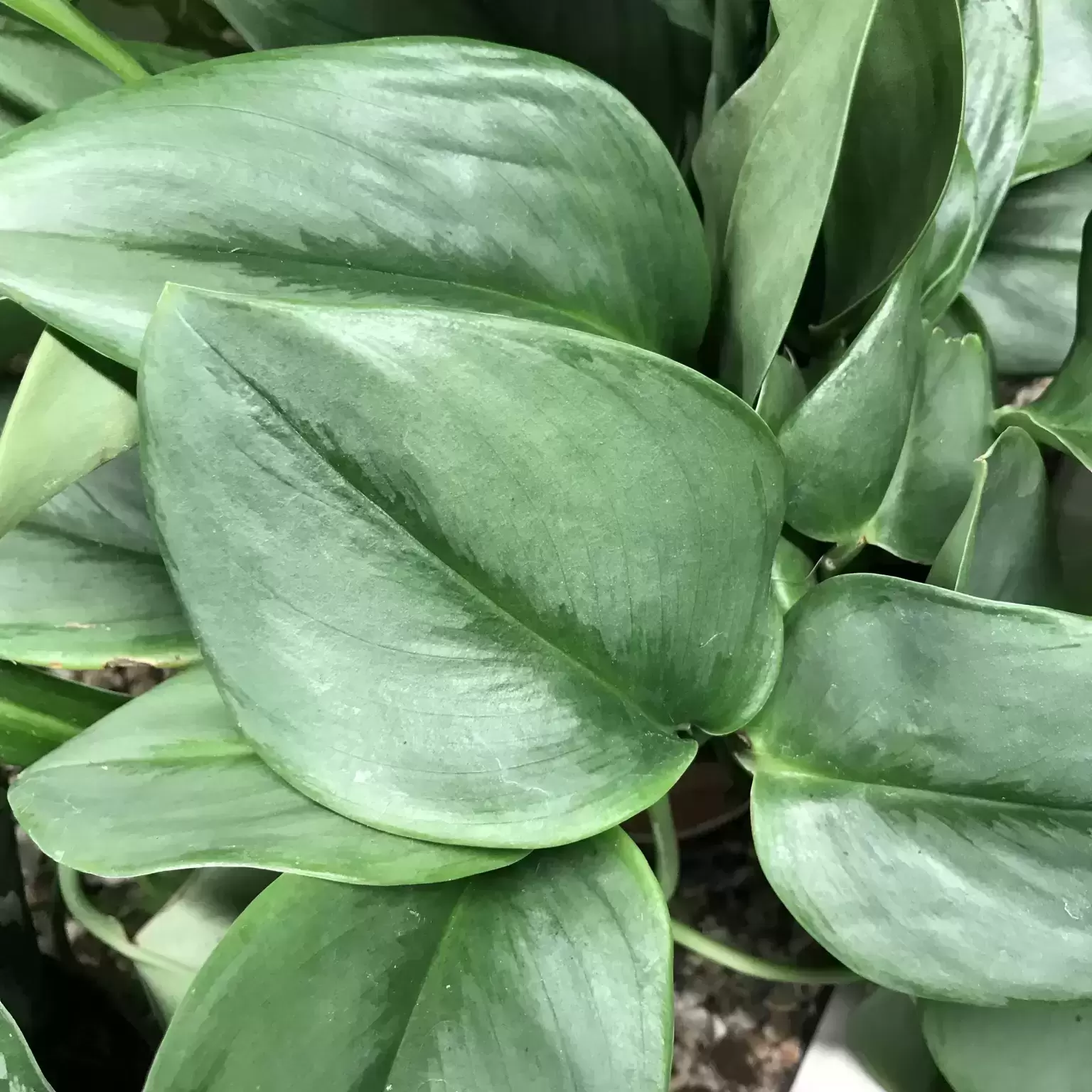 Epipremnum Treubii 'Moonlight' 12cm 5 Epipremnum Treubii 'Moonlight' 12cm - Image 3