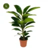 Ficus Benghalensis 'Roy' -Garden Care Supply Store ficus roy 1200x1200 63b6c77f63f55 l
