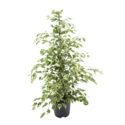 Ficus Benjamina 'Twilight' 21cm