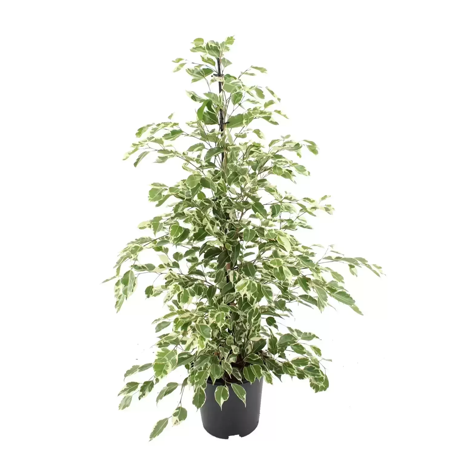 Ficus Benjamina 'Twilight' 21cm 3 Ficus Benjamina 'Twilight' 21cm