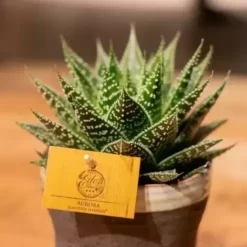 Gasteria 'Aurora' 8 Gasteria 'Aurora' -Garden Care Supply Store gasteria aurora 495x495 61f2ccd806da0 l