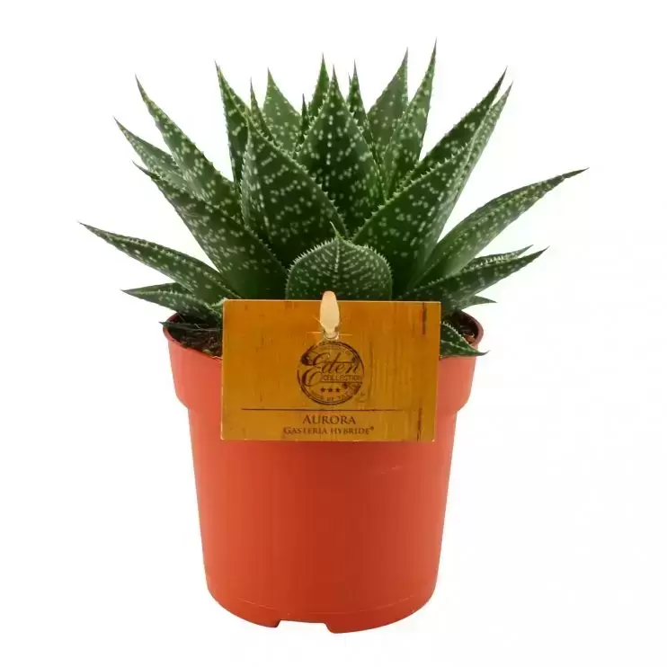 Gasteria 'Aurora' 3 Gasteria 'Aurora'