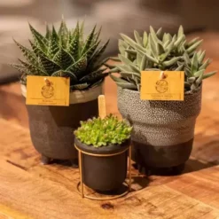 Gasteria 'Aurora' 9 Gasteria 'Aurora' -Garden Care Supply Store gasteria aurora 742x742 61f2ccd93ffaa l