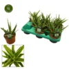 Gasteria 'Doreen' 1 Gasteria 'Doreen' -Garden Care Supply Store gasteria doreen 2000x2000 652d23ae7bf2c l