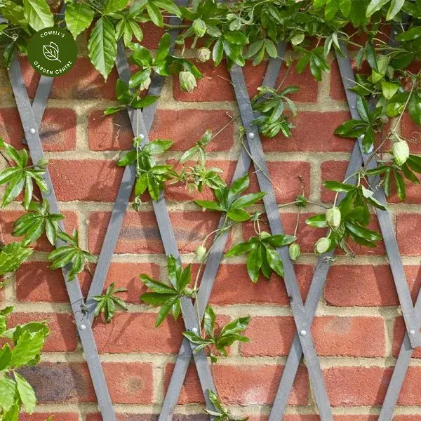 Heavy Duty Expanding Trellis - Slate 1.8 X 0.3m 4 Heavy Duty Expanding Trellis - Slate 1.8 X 0.3m - Image 2