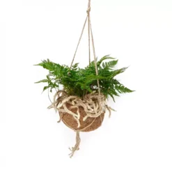 Humata Tyermannii (Davallia) - Kokodama