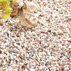 Italian Rose 7 Italian Rose -Garden Care Supply Store italian rose 1536x1536 61f3550c267e6 l