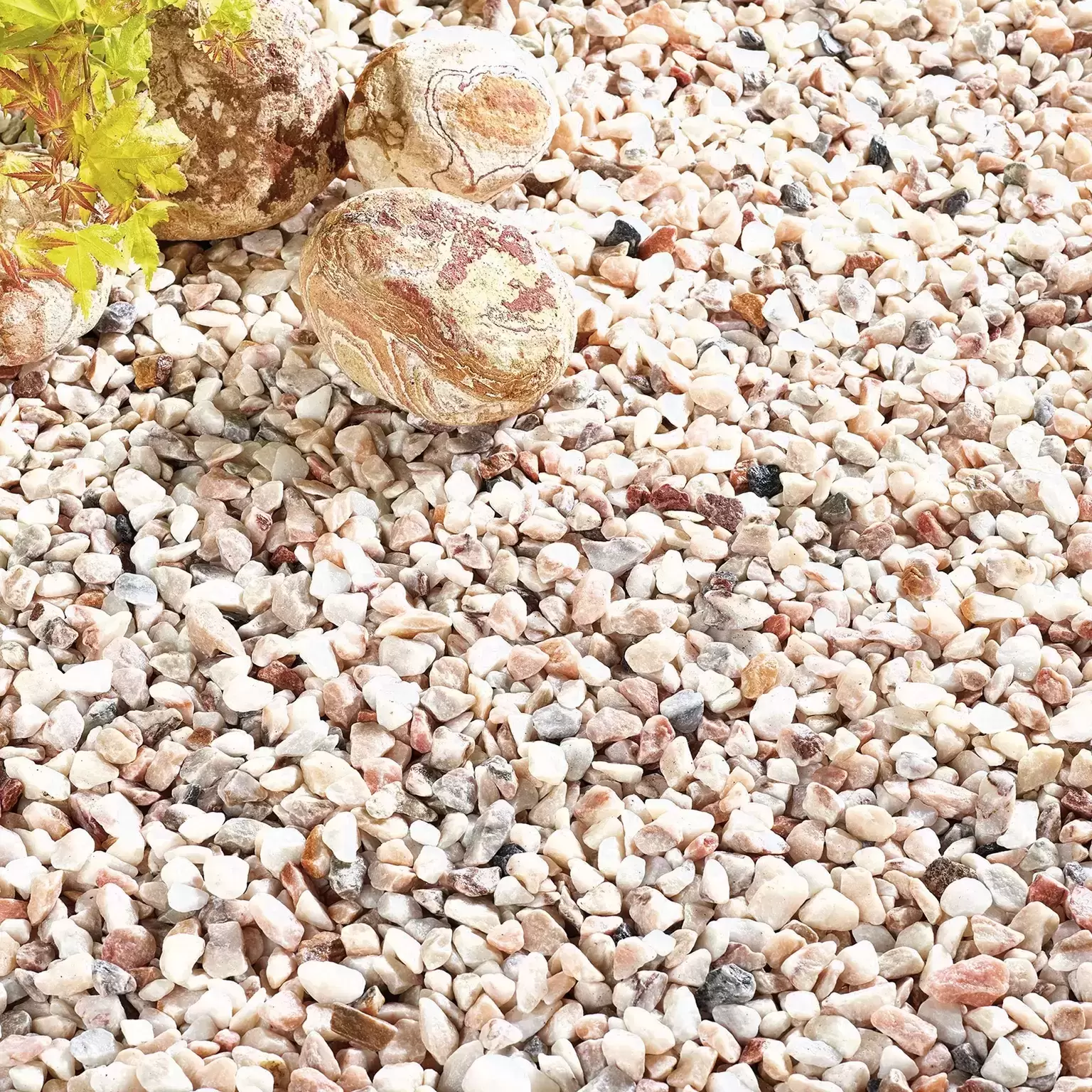 Italian Rose 5 Italian Rose - Image 3