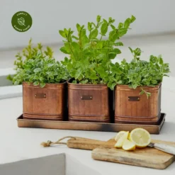 Ivyline Herb Planters With Tray