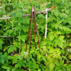 Ivyline Plant Climber Tripod - Bronze