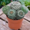 Mammillaria Nejapensis 1 Mammillaria Nejapensis -Garden Care Supply Store mammillaria nejapensis 3140x3140 63359688df2bd l