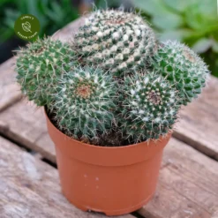 Mammillaria Nejapensis