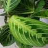 Maranta Leuconeura Var. Erythroneura 'Lemon Lime' 12cm -Garden Care Supply Store maranta lemon lime 1000x1000 61f26572d8bd6 l