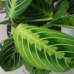 Maranta Leuconeura Var. Erythroneura 'Lemon Lime' 12cm