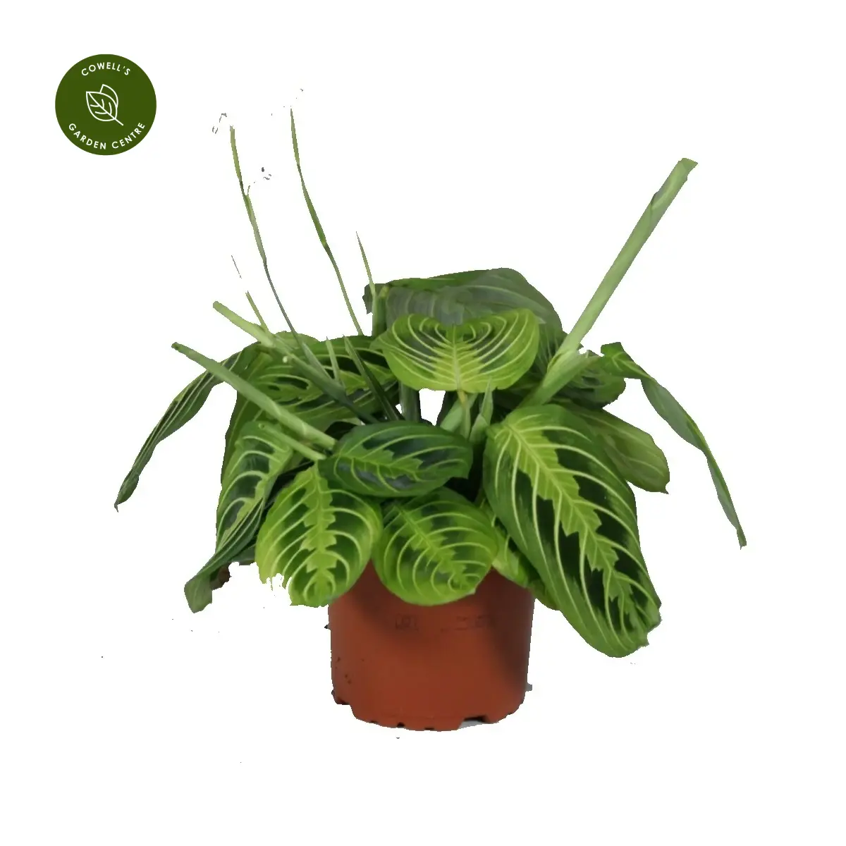 Maranta Leuconeura Var. Erythroneura 'Lemon Lime' 12cm 4 Maranta Leuconeura Var. Erythroneura 'Lemon Lime' 12cm - Image 2